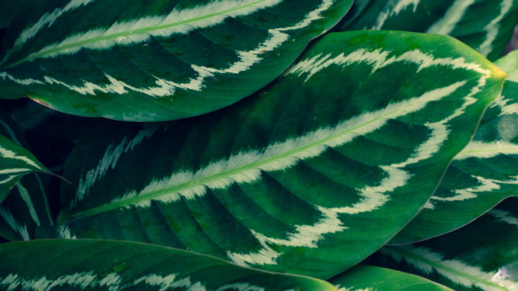 Calathea-Ornata