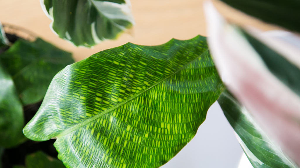 Calathea-Leitzei