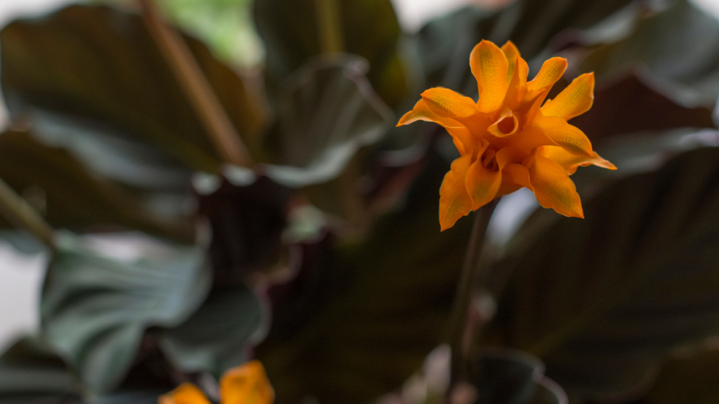 Calathea-Crocata