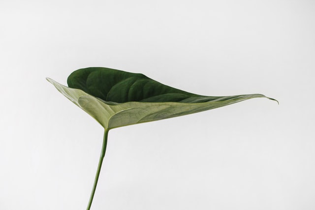Round-Leaf-Calathea